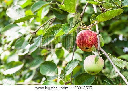 Branch With Ripering Apples In Garden In Summer