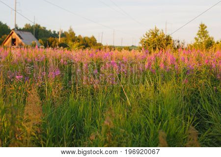 Blooming Willow Herb Ivan Tea Fireweed Epilobium Angustifolium Background