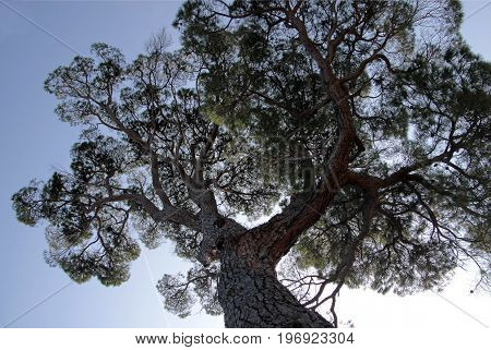 Pine In The Boboli Gardens In Florence, Italy