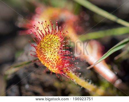 Close-up Common Or Round-leaved Sundew (drosera Rotundifolia) Showing Carnivorous Tentacles