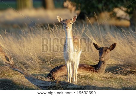 Fallow Deer Fawn (dama Dama) And Mother Female Doe Behind At Sunset