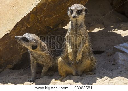 Two Meerkats on lookout duties at a zoo.