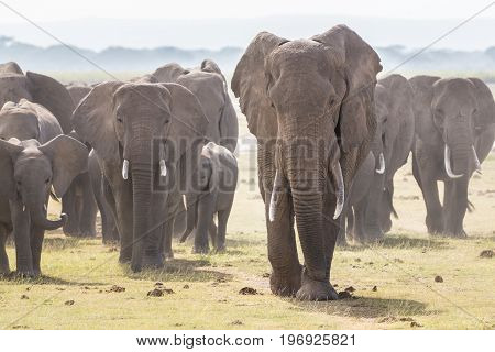 Herd of Elephants at Amboseli National Park, formerly Maasai Amboseli Game Reserve, is in Kajiado District, Rift Valley Province in Kenya. The ecosystem that spreads across the Kenya-Tanzania border.
