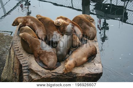 A group of California sea lions resting on a large stone perch beside the Coast  Guard Pier in Montereey,  Calfiornia