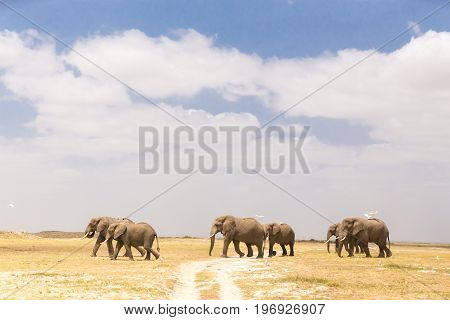 Herd of elephants crossing dirt road at Amboseli National Park, formerly Maasai Amboseli Game Reserve, is in Kajiado District, Rift Valley Province in Kenya.