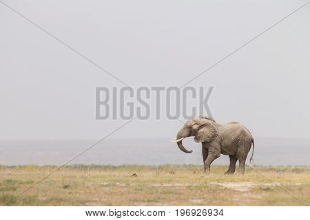 Solitary elephant at Amboseli National Park, formerly Maasai Amboseli Game Reserve, is in Kajiado District, Rift Valley Province in Kenya. The ecosystem that spreads across the Kenya-Tanzania border.