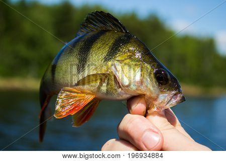 Fish Perch In The Hand Of Angler At Lake
