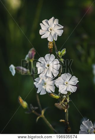 Beautiful dewy flowers of the Bladder Campion, a vertical picture