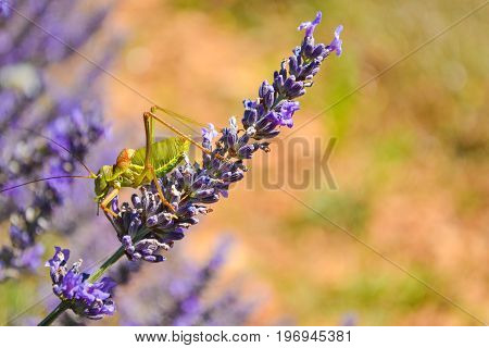 A locust on a lavender flower. Provence. France