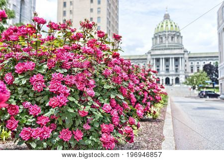 Harrisburg, Usa - May 24, 2017: Pennsylvania Capitol Exterior In City With Many Red Pink Rose Bushes