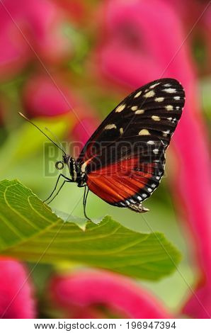 A golden helicon butterfly,arrives in the gardens for a visit.