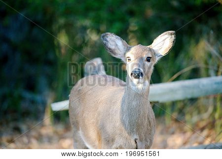 Deer in the woods in front of old wooden fence near the edge of woods and meadows during sunny day