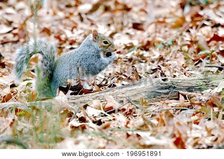 Squirrel in woods eating nuts on the forest floor during the fall season