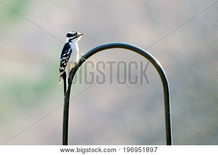 Downy Woodpecker resting on a bird feeder in the fall months.