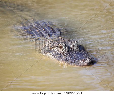 An alligator on the lurk in the swamp
