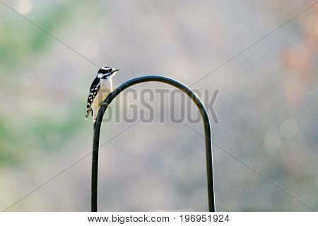 Downy Woodpecker resting on a bird feeder in the fall months.