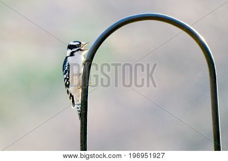 Downy Woodpecker resting on a bird feeder in the fall months.