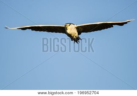 Black-Crowned Night-Heron Making Direct Eye Contact While Flying in a Blue Sky