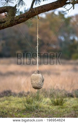 Salt Lick For Wildlife