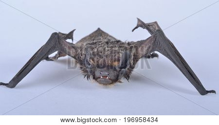 A close up of the small bat.