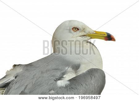 A close up of the seagull (Larus crassirostris). Isolated on white.