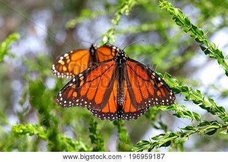 Monarch butterfly butterflies orange and black resting on a tree bush shrub in an Australian park
