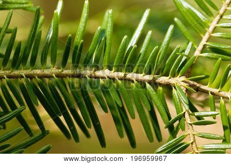 Branch with needles of a European silver fir Abies alba.