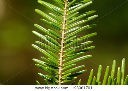 Branch with needles of a European silver fir Abies alba.