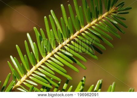 Branch with needles of a European silver fir Abies alba.