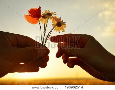 Hand gives a flowers with love at sunset. Romantic concept.