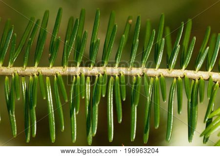 Branch with needles of a European silver fir Abies alba.