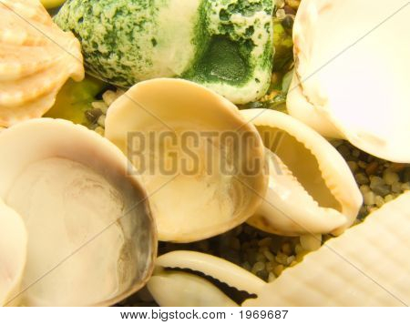 Conchiglie