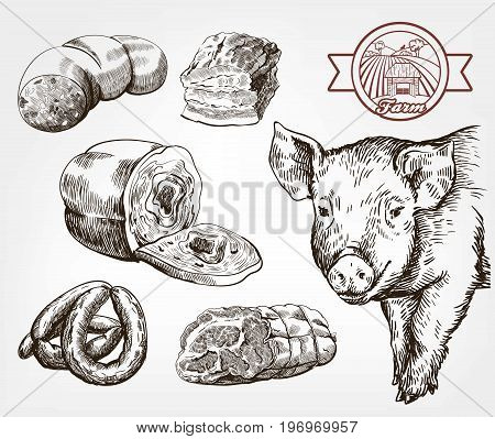 The head of a pig. Natural meat products. Animal husbandry. Set of vector sketches against gray background