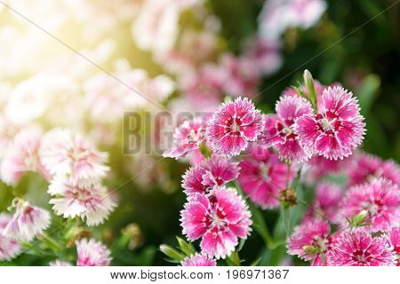 Beautiful Dianthus Flower (dianthus Chinensis) Blossoming In The Gardern