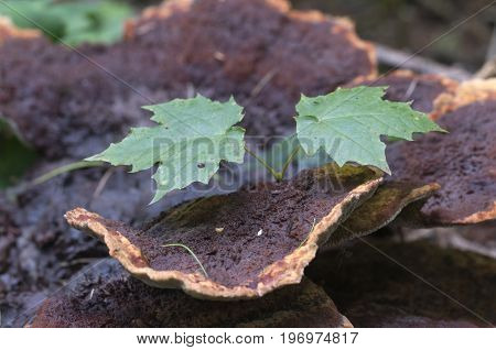 Ganoderma applanatum mushroom close up shot outdoors