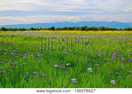 A green field full of wild iris in Alaska