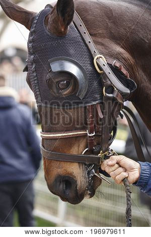 Race horse head with blinkers ready to run. Paddock area. Vertical
