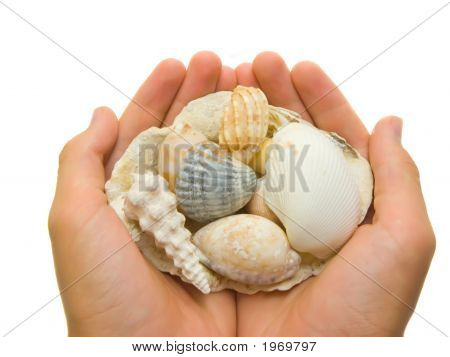 Conchiglie unici