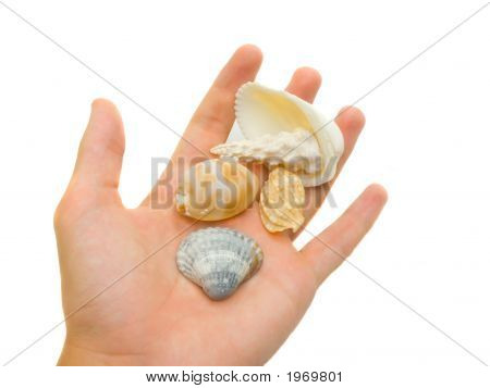 Conchiglie unici