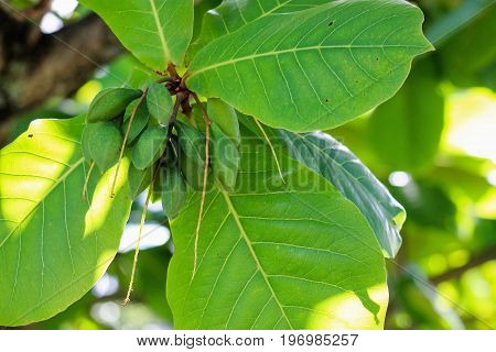 Close up of Tropical Almonds growing in Honolulu Hawaii