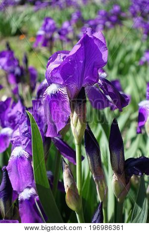 Flower And Buds Of Purple Bearded Iris