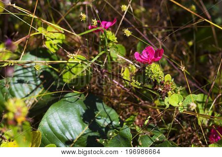 Pavonia rigida (Wall. ex Mast.) Hochr. Malvaceae. flower with dry grass at Mukdahan Nation Park Thailand.