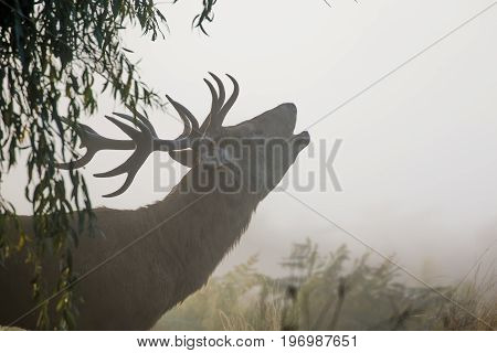 Red Deer Stag (cervus Elaphus) Bellowing Or Roaring On A Misty Morning