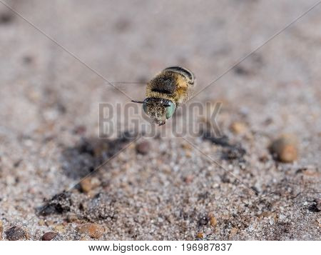 Little Flower Bee - Anthophora Bimaculata Flying Low On Sandy Heathland