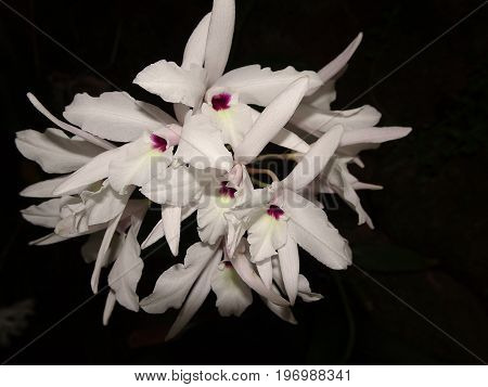 Bushel Of White Orchid Bunch