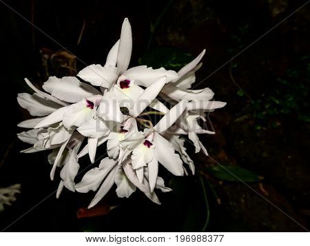 Bushel Of White Orchid Bunch