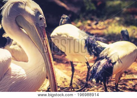 Great white pelican (Pelecanus onocrotalus) also known as the eastern white pelican rosy pelican or white pelican