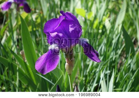 Single Violet Flower Of Bearded Iris With White Lines