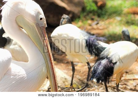 Great white pelican (Pelecanus onocrotalus) also known as the eastern white pelican rosy pelican or white pelican
