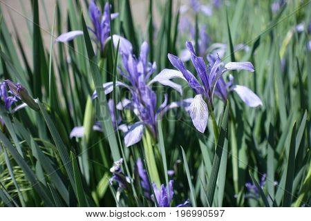 Pale Violet Blue Sepals Of Iris Flower With White Veining